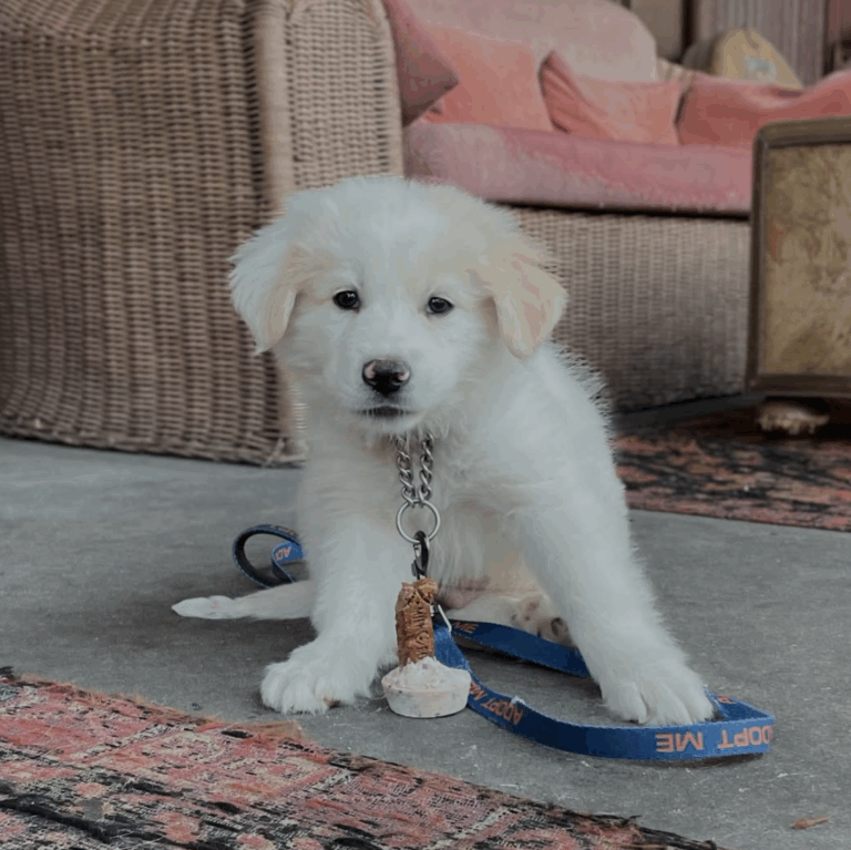 Screenshot 2025 11 08 at 3.06.24 PM 768x767