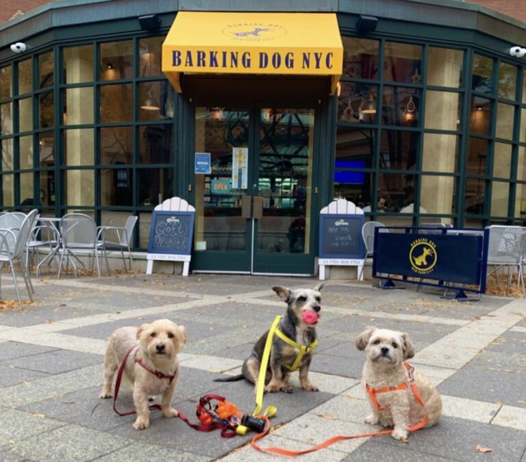 Barking Dog NYC open 768x675