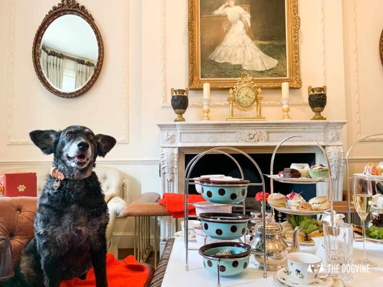 Dog Afternoon Tea At The Egerton House Hotel 12 768x576