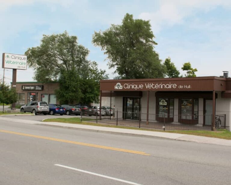 clinique veterinaire de hull 9 768x614