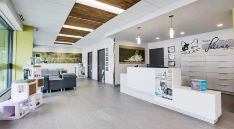 clinique veterinaire feline de ste foy inc 1 768x425