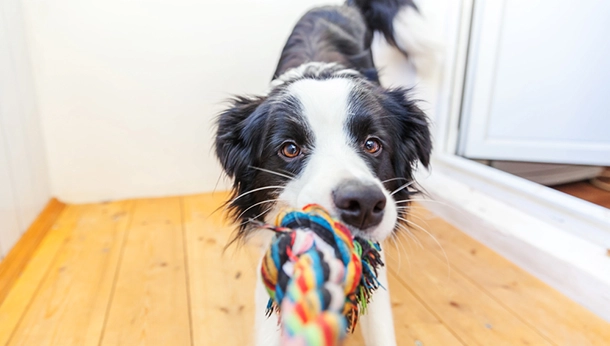 dog rope online store