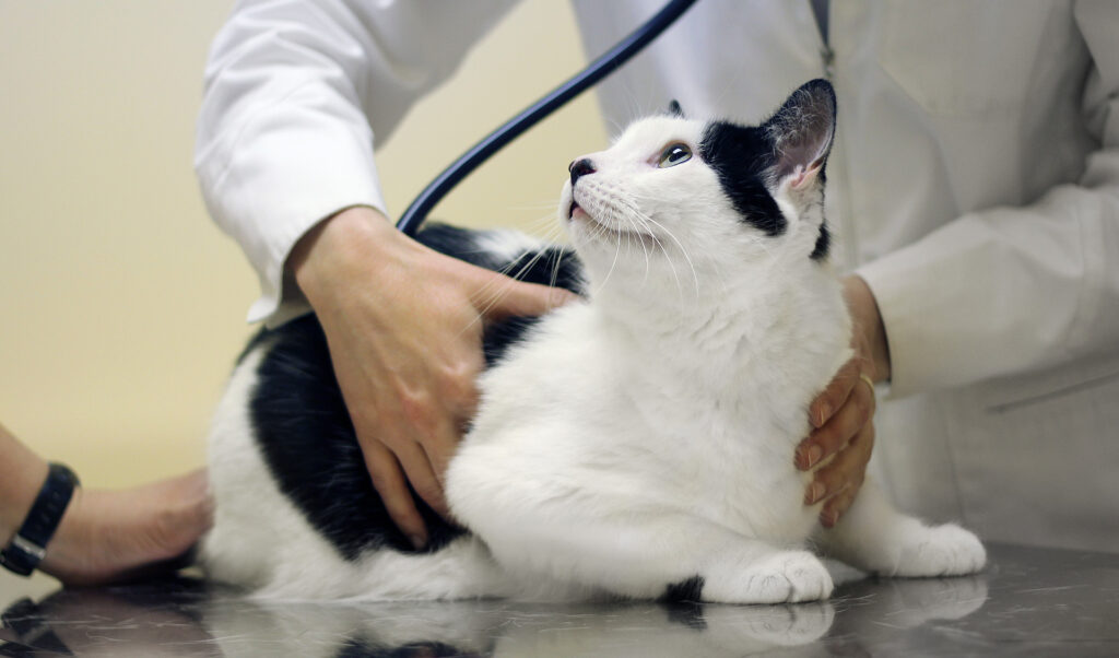 ottawa animal hospital cat dpg vaccinations 1024x602
