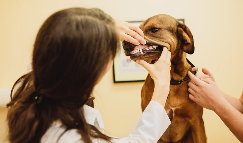 ottawa animal hospital dentistry teeth exam 1024x602