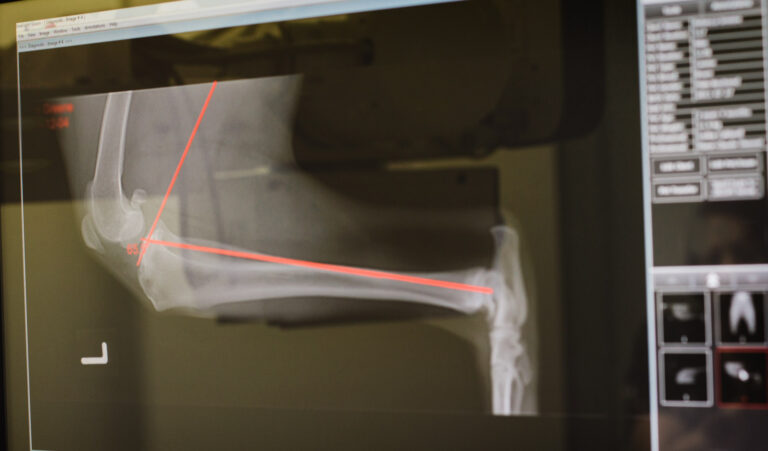 ottawa animal hospital x rays 768x451