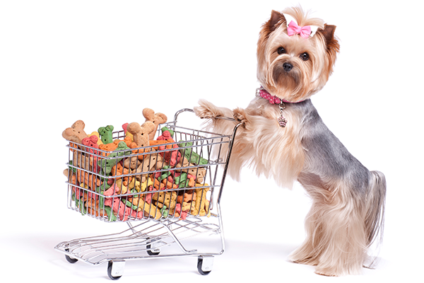 yorkie with shopping cart